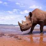 Rhino 1080p