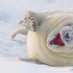 White Seal high definition wallpapers