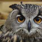 Owl high definition photo