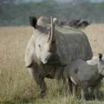 Rhino free download