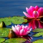 Water Lily pics