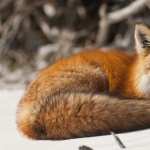 Fox images