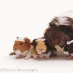 Guinea Pig wallpapers for android