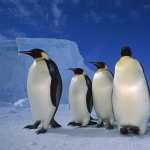 Penguins download
