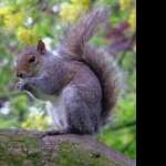 Squirrel high definition photo