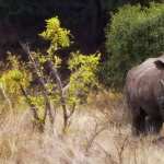 Rhino hd photos