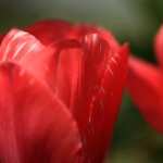 Tulip download