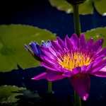 Water Lily high definition wallpapers