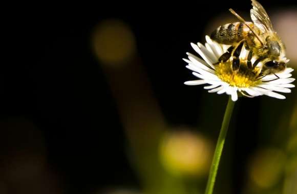 Bee wallpapers hd quality