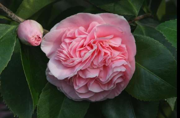 Camellias wallpapers hd quality