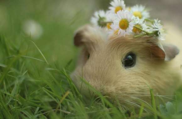 Guinea Pig wallpapers hd quality