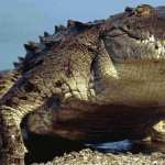 Crocodile hd photos