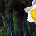 Daffodil pics