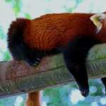 Red Panda hd desktop