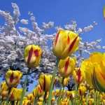 Tulip widescreen