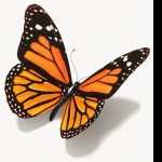 Butterflies full hd