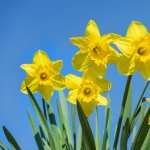 Daffodil PC wallpapers