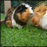 Guinea Pig high definition wallpapers