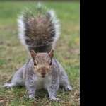 Squirrel hd