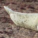 White Seal new photos