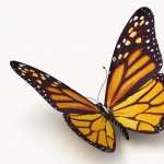 Butterflies pics