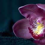 Orchid download wallpaper