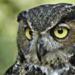 Owl 1080p