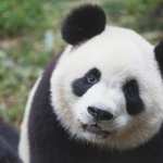 Panda hd photos
