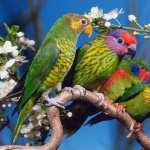 Parrot full hd