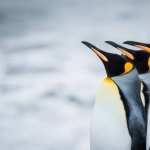 Penguins hd pics