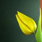 Tulip high definition photo