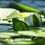 Water Lily free