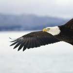 Eagle photo