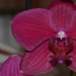 Orchid 1080p