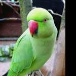 Parrot free