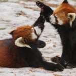 Red Panda wallpapers for iphone