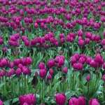 Tulip images