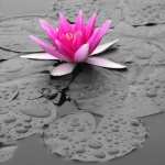 Water Lily high definition photo