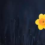Daffodil high quality wallpapers