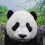Panda image