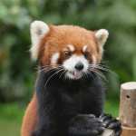 Red Panda hd pics