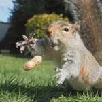 Squirrel free wallpapers