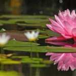 Water Lily new photos