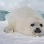 White Seal pic