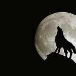 Wolf 1080p