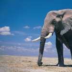 Elephant images