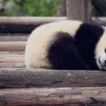 Panda free