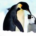 Penguins desktop wallpaper