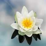 Water Lily wallpapers hd