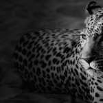 Black Jaguar photos